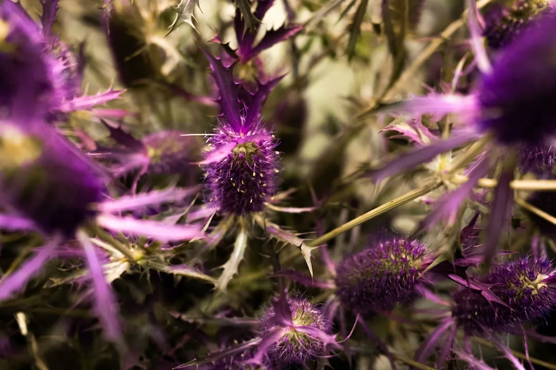 Read more about the article comment eliminer les chardons du potager