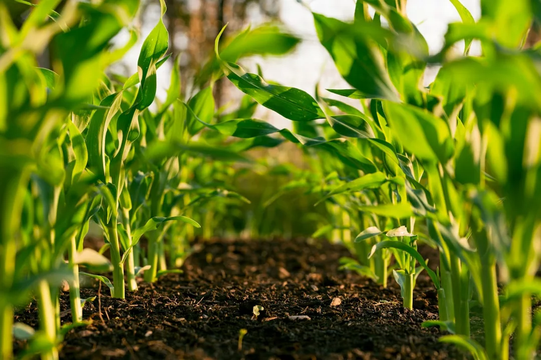 Read more about the article 10 légumes faciles pour débuter au potager