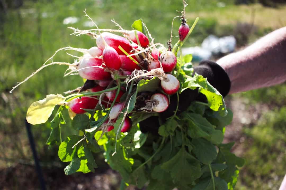 Read more about the article bien associer les légumes au potager