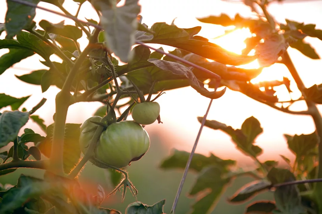 Read more about the article lutter contre les mille pattes au potager