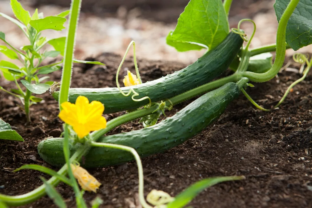 Read more about the article mon potager nourrit ma famille toute l’année