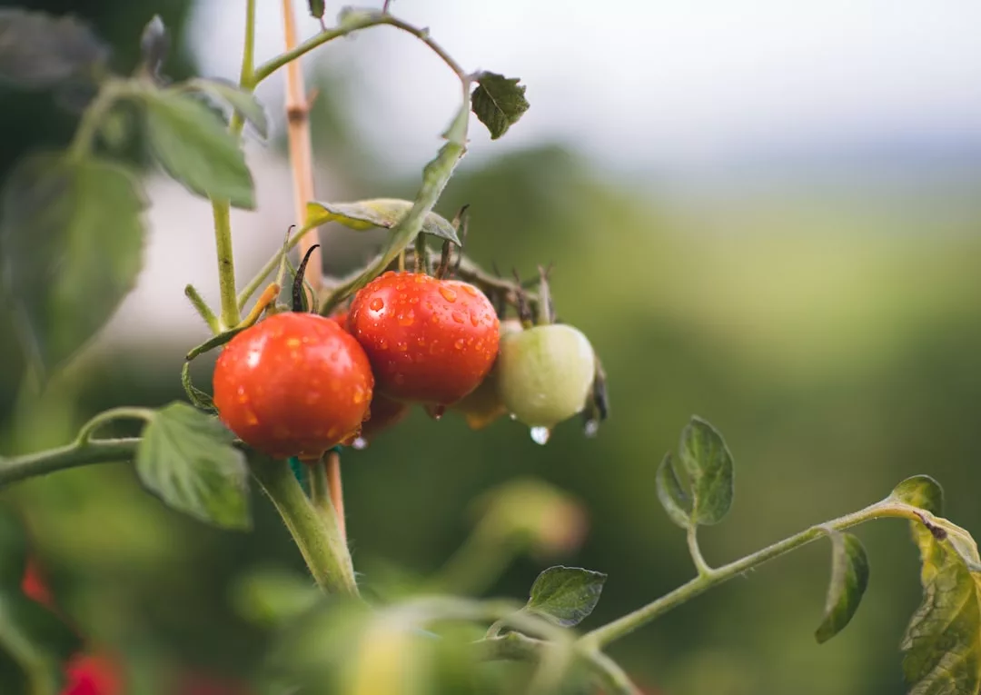 Read more about the article 9 recettes de grand-mère au potager