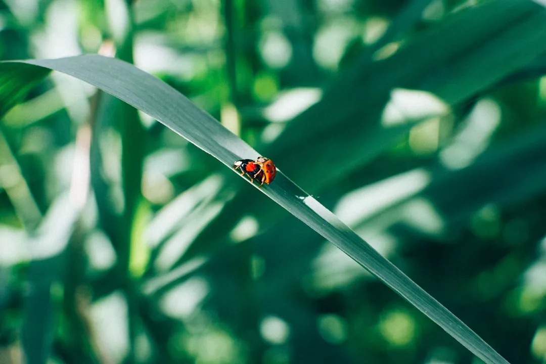 Read more about the article Quelle lutte bio contre les pucerons au potager