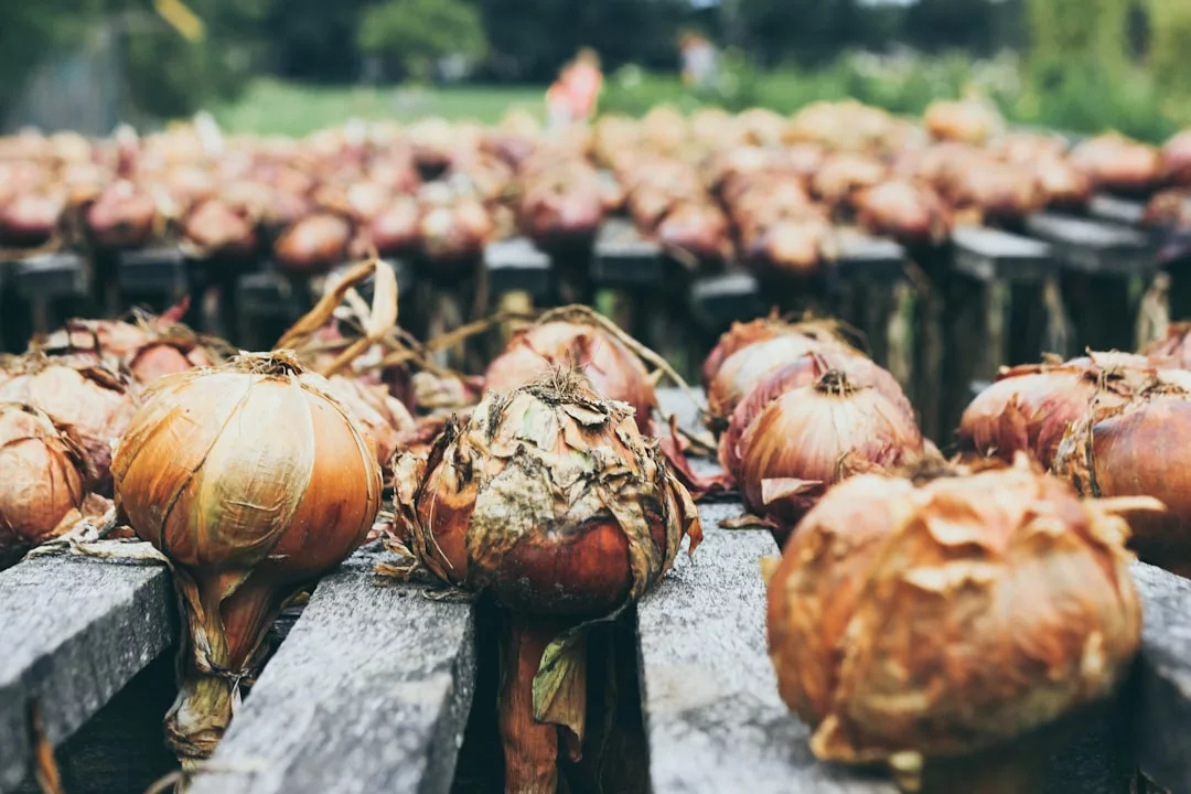 Read more about the article Le potager anti-crise côté cuisine