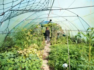 Photo Vegetable garden