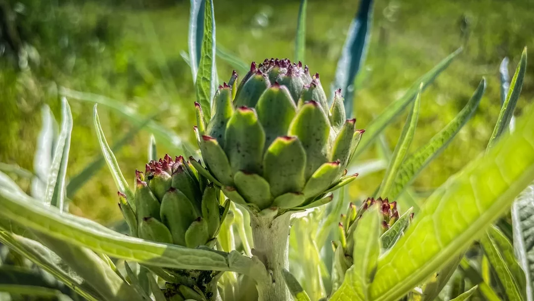 Read more about the article Potager de la dernière chance