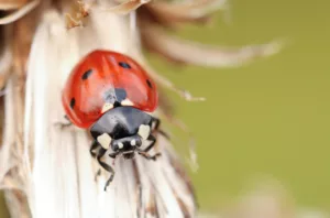 Photo Ladybugs