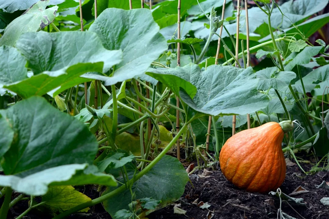 Read more about the article Un potager en pots