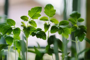 Photo Seedlings in trays