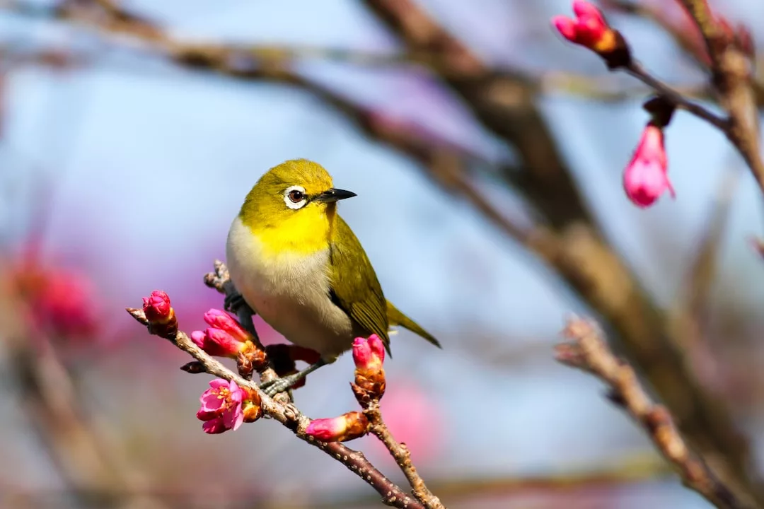 Read more about the article Comment effaroucher les oiseaux au potager