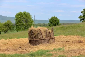 Photo Straw mulch