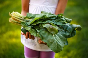 Photo Harvesting vegetables