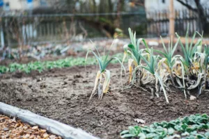 Photo Harvesting vegetables