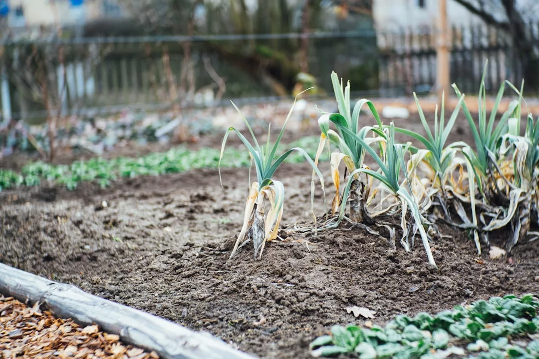 Read more about the article Que faire au potager en août